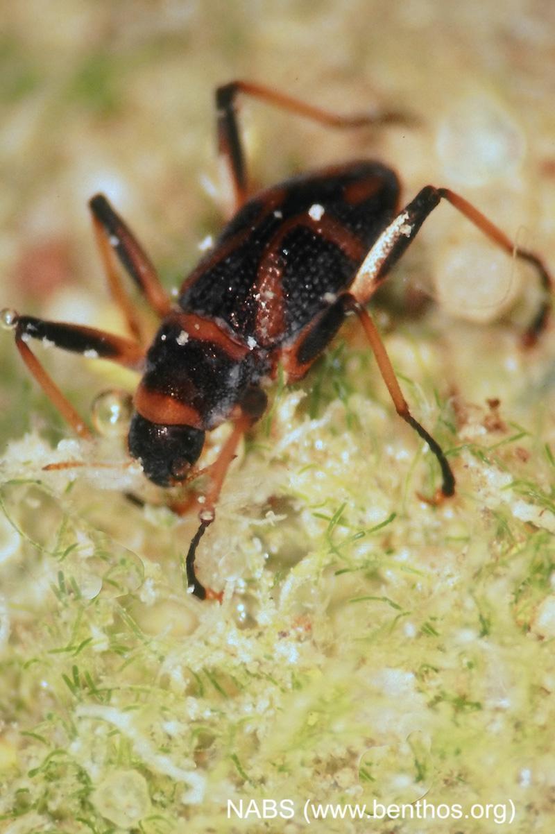 <img typeof="foaf:Image" src="http://statelibrarync.org/learnnc/sites/default/files/images/riffle_beetle.jpg" width="800" height="1202" alt="Riffle beetle adult" title="Riffle beetle adult" /> <img typeof="foaf:Image" src="http://statelibrarync.org/learnnc/sites/default/files/images/riffle_beetle.jpg" width="800" height="1202" alt="Riffle beetle adult" title="Riffle beetle adult" />