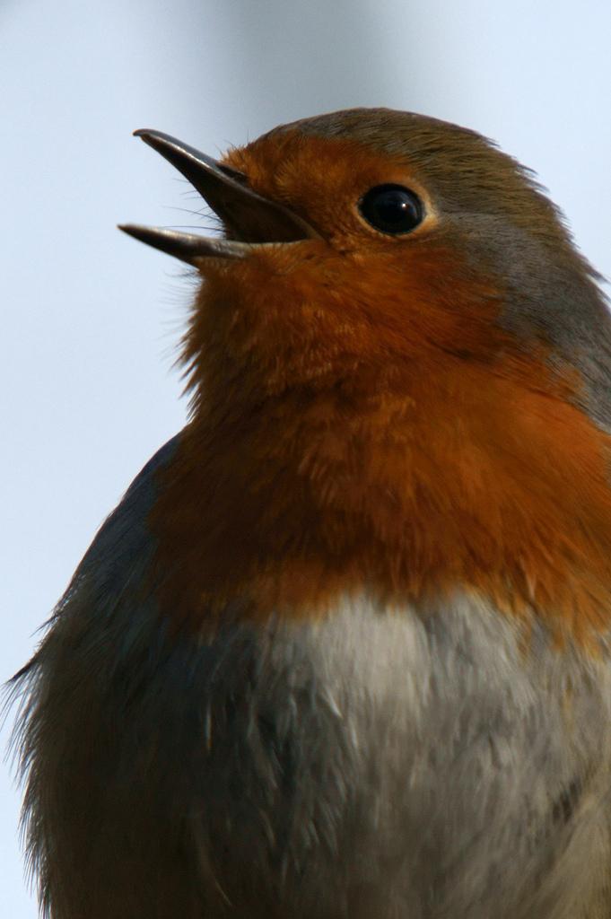 <img typeof="foaf:Image" src="http://statelibrarync.org/learnnc/sites/default/files/images/robinsinging.jpg" width="681" height="1024" alt="bird singing" title="bird singing" /> <img typeof="foaf:Image" src="http://statelibrarync.org/learnnc/sites/default/files/images/robinsinging.jpg" width="681" height="1024" alt="bird singing" title="bird singing" />