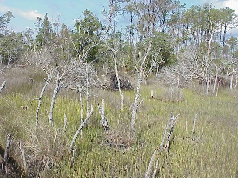 <img typeof="foaf:Image" src="http://statelibrarync.org/learnnc/sites/default/files/images/salt_marsh2.jpg" width="1024" height="768" alt="Salt marsh invading a forest; a sign of rising sea level" /> <img typeof="foaf:Image" src="http://statelibrarync.org/learnnc/sites/default/files/images/salt_marsh2.jpg" width="1024" height="768" alt="Salt marsh invading a forest; a sign of rising sea level" />