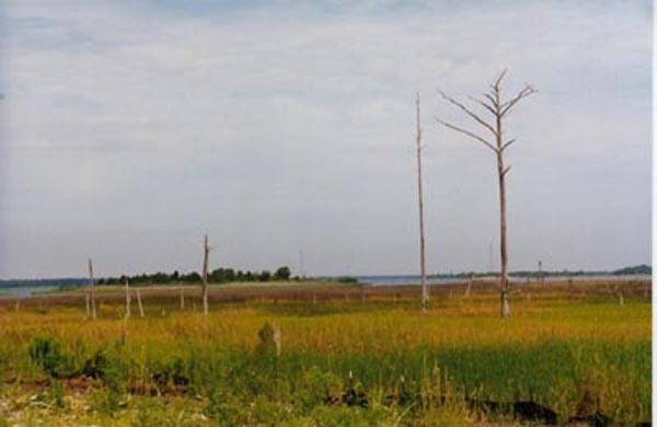 <img typeof="foaf:Image" src="http://statelibrarync.org/learnnc/sites/default/files/images/salt_marsh_1.jpg" width="600" height="390" alt="Salt marsh near Barnard's Creek" title="Salt marsh near Barnard's Creek" /> <img typeof="foaf:Image" src="http://statelibrarync.org/learnnc/sites/default/files/images/salt_marsh_1.jpg" width="600" height="390" alt="Salt marsh near Barnard's Creek" title="Salt marsh near Barnard's Creek" />