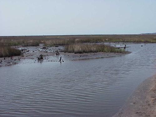 <img typeof="foaf:Image" src="http://statelibrarync.org/learnnc/sites/default/files/images/salt_marsh_developing.jpg" width="500" height="375" alt="Salt marsh developing" title="Salt marsh developing" /> <img typeof="foaf:Image" src="http://statelibrarync.org/learnnc/sites/default/files/images/salt_marsh_developing.jpg" width="500" height="375" alt="Salt marsh developing" title="Salt marsh developing" />