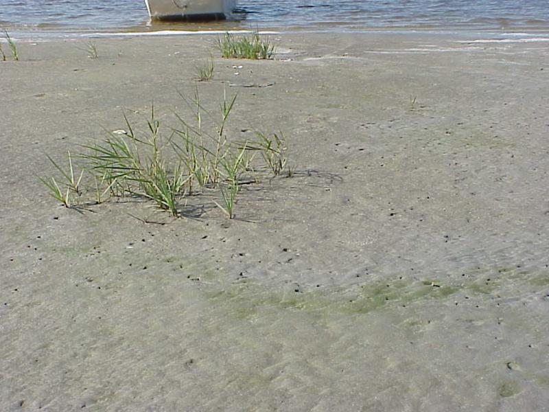 <img typeof="foaf:Image" src="http://statelibrarync.org/learnnc/sites/default/files/images/salt_marsh_plants.jpg" width="1024" height="768" alt="Pioneer salt marsh plants colonizing bare sand habitat" /> <img typeof="foaf:Image" src="http://statelibrarync.org/learnnc/sites/default/files/images/salt_marsh_plants.jpg" width="1024" height="768" alt="Pioneer salt marsh plants colonizing bare sand habitat" />