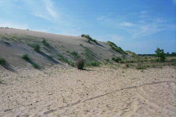 <img typeof="foaf:Image" src="http://statelibrarync.org/learnnc/sites/default/files/images/sand_grasses.jpg" width="600" height="400" alt="How vegetation affects growth and migration-Run Hill Dune" title="How vegetation affects growth and migration-Run Hill Dune" /> <img typeof="foaf:Image" src="http://statelibrarync.org/learnnc/sites/default/files/images/sand_grasses.jpg" width="600" height="400" alt="How vegetation affects growth and migration-Run Hill Dune" title="How vegetation affects growth and migration-Run Hill Dune" />