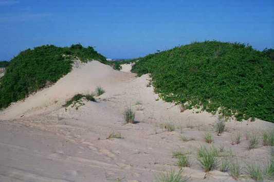 <img typeof="foaf:Image" src="http://statelibrarync.org/learnnc/sites/default/files/images/sand_veg_growth.jpg" width="533" height="355" alt="Growth and migration of Run Hill Dune" title="Growth and migration of Run Hill Dune" /> <img typeof="foaf:Image" src="http://statelibrarync.org/learnnc/sites/default/files/images/sand_veg_growth.jpg" width="533" height="355" alt="Growth and migration of Run Hill Dune" title="Growth and migration of Run Hill Dune" />