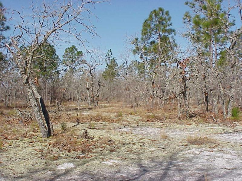 <img typeof="foaf:Image" src="http://statelibrarync.org/learnnc/sites/default/files/images/sandhill_scrub.jpg" width="1024" height="768" alt="Sandhill scrub" title="Sandhill scrub" /> <img typeof="foaf:Image" src="http://statelibrarync.org/learnnc/sites/default/files/images/sandhill_scrub.jpg" width="1024" height="768" alt="Sandhill scrub" title="Sandhill scrub" />