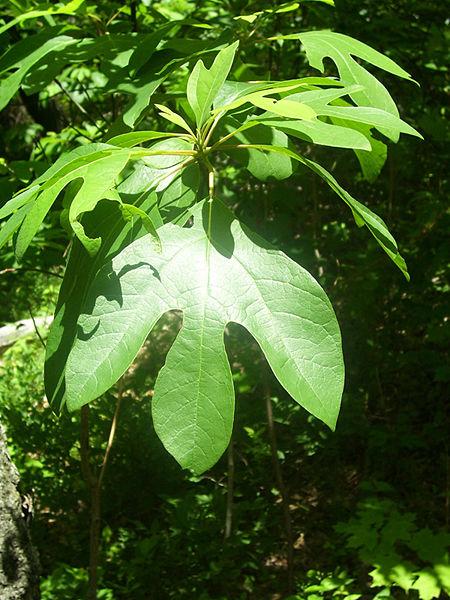 <img typeof="foaf:Image" src="http://statelibrarync.org/learnnc/sites/default/files/images/sassafras.jpg" width="450" height="600" alt="Sassafras" title="Sassafras" /> <img typeof="foaf:Image" src="http://statelibrarync.org/learnnc/sites/default/files/images/sassafras.jpg" width="450" height="600" alt="Sassafras" title="Sassafras" />