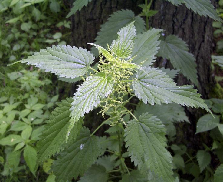 <img typeof="foaf:Image" src="http://statelibrarync.org/learnnc/sites/default/files/images/stinging_nettle.jpg" width="737" height="600" alt="Singing nettle" title="Singing nettle" /> <img typeof="foaf:Image" src="http://statelibrarync.org/learnnc/sites/default/files/images/stinging_nettle.jpg" width="737" height="600" alt="Singing nettle" title="Singing nettle" />