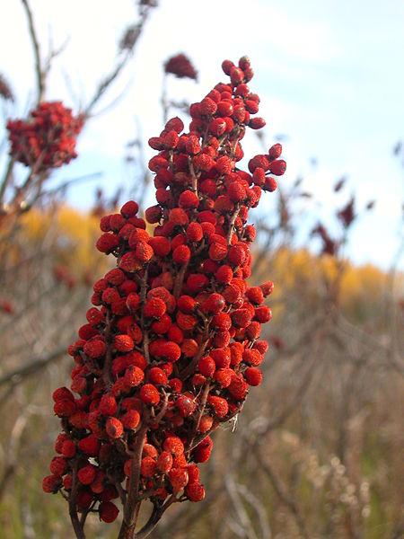 <img typeof="foaf:Image" src="http://statelibrarync.org/learnnc/sites/default/files/images/sumac.jpg" width="450" height="600" alt="Sumac" title="Sumac" /> <img typeof="foaf:Image" src="http://statelibrarync.org/learnnc/sites/default/files/images/sumac.jpg" width="450" height="600" alt="Sumac" title="Sumac" />