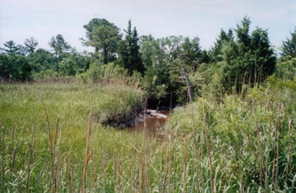 <img typeof="foaf:Image" src="http://statelibrarync.org/learnnc/sites/default/files/images/tidal_creek.jpg" width="600" height="393" alt="Tidal Creek" title="Tidal Creek" /> <img typeof="foaf:Image" src="http://statelibrarync.org/learnnc/sites/default/files/images/tidal_creek.jpg" width="600" height="393" alt="Tidal Creek" title="Tidal Creek" />