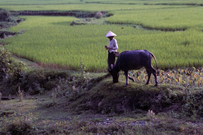 <img typeof="foaf:Image" src="http://statelibrarync.org/learnnc/sites/default/files/images/vietnam_016.jpg" width="1024" height="683" alt="A person in a sunhat walks a water buffalo by wet-rice fields in Mai Chau" title="A person in a sunhat walks a water buffalo by wet-rice fields in Mai Chau" /> <img typeof="foaf:Image" src="http://statelibrarync.org/learnnc/sites/default/files/images/vietnam_016.jpg" width="1024" height="683" alt="A person in a sunhat walks a water buffalo by wet-rice fields in Mai Chau" title="A person in a sunhat walks a water buffalo by wet-rice fields in Mai Chau" />