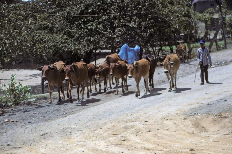 <img typeof="foaf:Image" src="http://statelibrarync.org/learnnc/sites/default/files/images/vietnam_041.jpg" width="1024" height="683" alt="A man walks a herd of ten cows along Highway No. 1 near Nha Trang" title="A man walks a herd of ten cows along Highway No. 1 near Nha Trang" /> <img typeof="foaf:Image" src="http://statelibrarync.org/learnnc/sites/default/files/images/vietnam_041.jpg" width="1024" height="683" alt="A man walks a herd of ten cows along Highway No. 1 near Nha Trang" title="A man walks a herd of ten cows along Highway No. 1 near Nha Trang" />