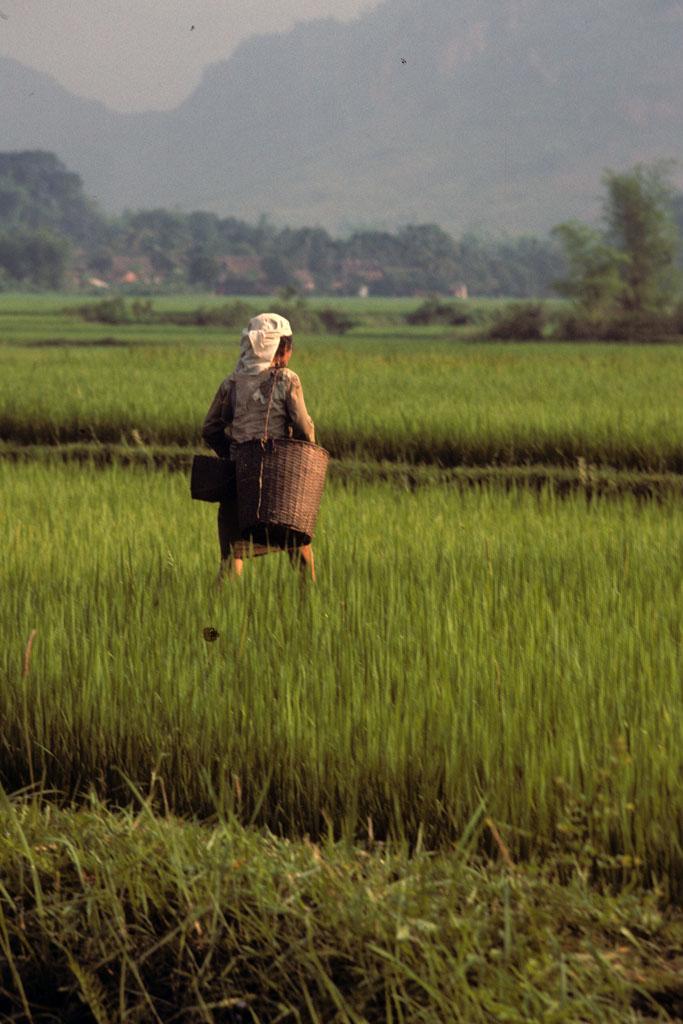 <img typeof="foaf:Image" src="http://statelibrarync.org/learnnc/sites/default/files/images/vietnam_065.jpg" width="683" height="1024" alt="Woman wearing headscarf and shoulder basket walks in Mai Chau rice field" title="Woman wearing headscarf and shoulder basket walks in Mai Chau rice field" /> <img typeof="foaf:Image" src="http://statelibrarync.org/learnnc/sites/default/files/images/vietnam_065.jpg" width="683" height="1024" alt="Woman wearing headscarf and shoulder basket walks in Mai Chau rice field" title="Woman wearing headscarf and shoulder basket walks in Mai Chau rice field" />