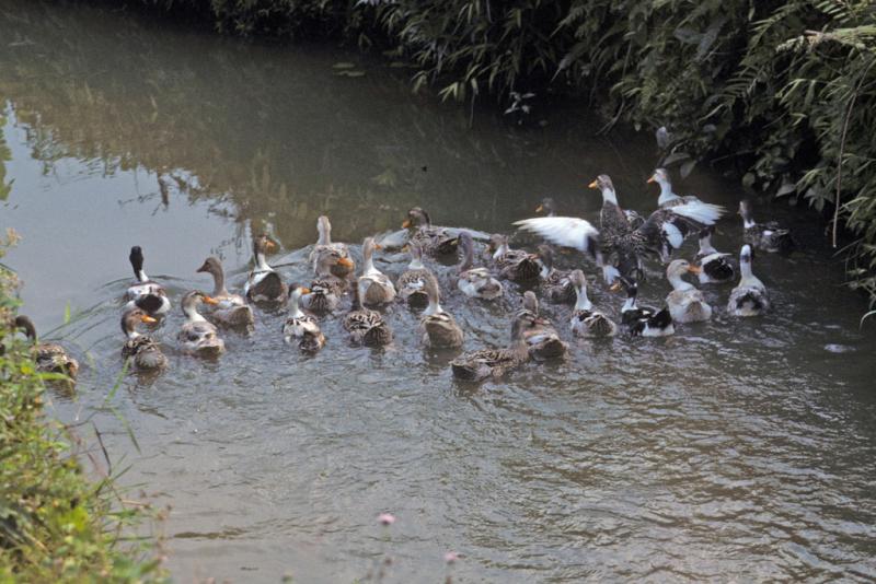 <img typeof="foaf:Image" src="http://statelibrarync.org/learnnc/sites/default/files/images/vietnam_077.jpg" width="1024" height="683" alt="Ducks swim in canal near Mai Chau" title="Ducks swim in canal near Mai Chau" /> <img typeof="foaf:Image" src="http://statelibrarync.org/learnnc/sites/default/files/images/vietnam_077.jpg" width="1024" height="683" alt="Ducks swim in canal near Mai Chau" title="Ducks swim in canal near Mai Chau" />