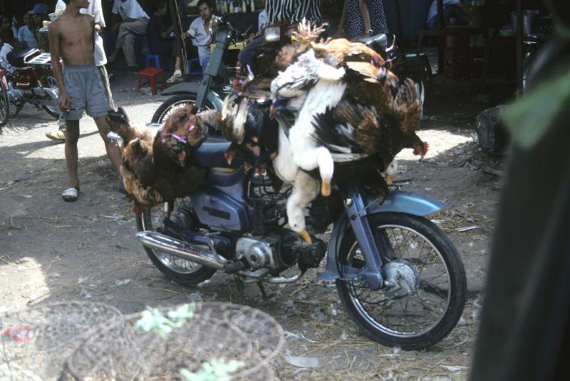 <img typeof="foaf:Image" src="http://statelibrarync.org/learnnc/sites/default/files/images/vietnam_154.jpg" width="1024" height="683" alt="Live chickens and ducks tied to motorcycle, Ho Chi Minh City's Chinatown" title="Live chickens and ducks tied to motorcycle, Ho Chi Minh City's Chinatown" /> <img typeof="foaf:Image" src="http://statelibrarync.org/learnnc/sites/default/files/images/vietnam_154.jpg" width="1024" height="683" alt="Live chickens and ducks tied to motorcycle, Ho Chi Minh City's Chinatown" title="Live chickens and ducks tied to motorcycle, Ho Chi Minh City's Chinatown" />