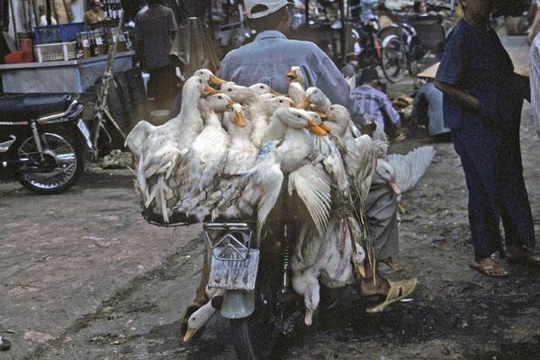 <img typeof="foaf:Image" src="http://statelibrarync.org/learnnc/sites/default/files/images/vietnam_155.jpg" width="600" height="400" /> <img typeof="foaf:Image" src="http://statelibrarync.org/learnnc/sites/default/files/images/vietnam_155.jpg" width="600" height="400" />