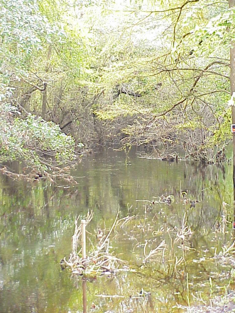 <img typeof="foaf:Image" src="http://statelibrarync.org/learnnc/sites/default/files/images/white_oak_river.jpg" width="768" height="1024" alt="Upstream section of White Oak, twenty miles from the sea" /> <img typeof="foaf:Image" src="http://statelibrarync.org/learnnc/sites/default/files/images/white_oak_river.jpg" width="768" height="1024" alt="Upstream section of White Oak, twenty miles from the sea" />