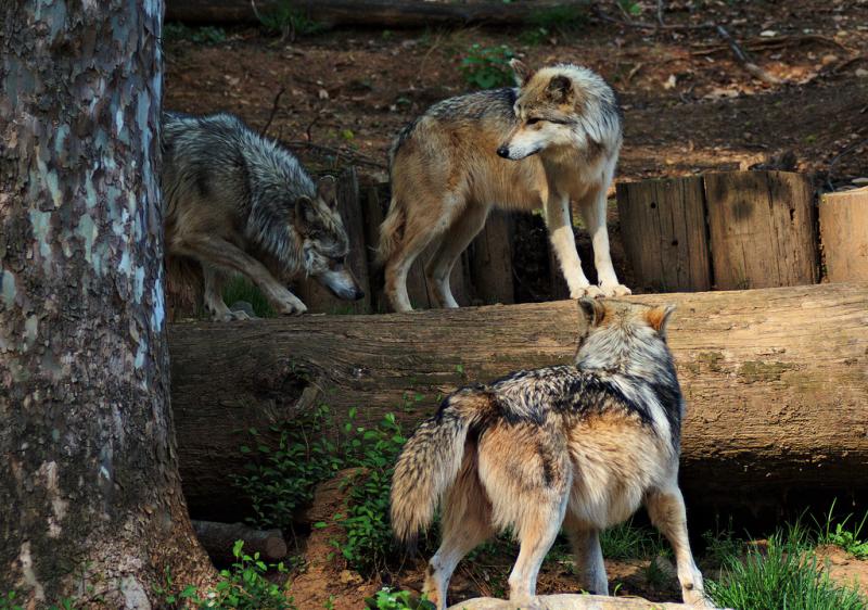 <img typeof="foaf:Image" src="http://statelibrarync.org/learnnc/sites/default/files/images/wolf_pack.jpg" width="1024" height="719" alt="Pack of wolves" title="Pack of wolves" /> <img typeof="foaf:Image" src="http://statelibrarync.org/learnnc/sites/default/files/images/wolf_pack.jpg" width="1024" height="719" alt="Pack of wolves" title="Pack of wolves" />