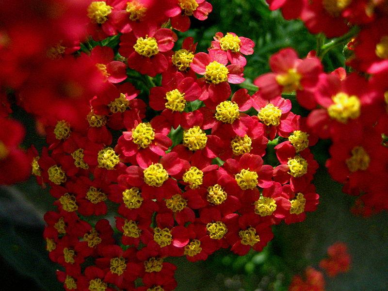 <img typeof="foaf:Image" src="http://statelibrarync.org/learnnc/sites/default/files/images/yarrow.jpg" width="800" height="600" alt="Yarrow" title="Yarrow" /> <img typeof="foaf:Image" src="http://statelibrarync.org/learnnc/sites/default/files/images/yarrow.jpg" width="800" height="600" alt="Yarrow" title="Yarrow" />