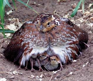 A mother quail with her hatchlings who will be able to fly 2 weeks after hatching.
