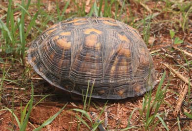 Box turtle hiding in its shell. Box turtle inside its shell