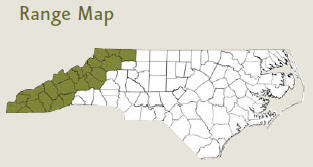 Brook trout are found in the western counties of North Carolina