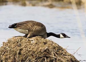 Nesting Canada goose