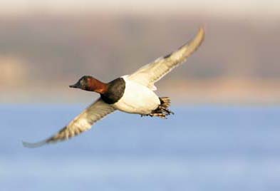 When migrating, canvasbacks often fly in an impressive V-shaped formation.