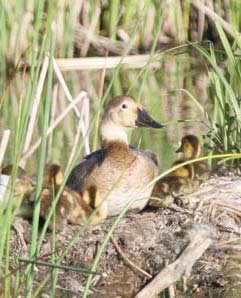 Hens nest over water in deeper prairie potholes, ponds, and marshes.
