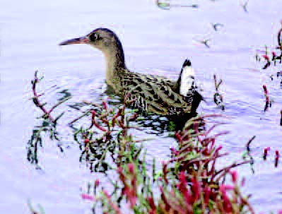 The saying "thin as a rail" comes from thie bird's lean body. Thin as a rail