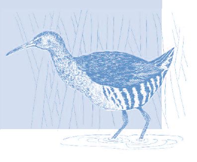 The key to the long-term conservation of clapper rails (and other rail species) is protection of coastal marsh habitat. Illustration