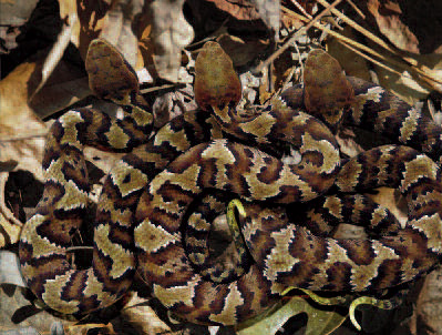 The Eastern cottonmouth is venomous and should not be approached. Cottonmouths