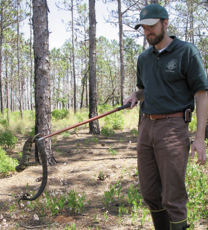 NCWRC biologist Jeff Hall, handling a cottonmouth during a survey count. Jeff Hall