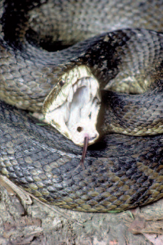 Cottonmouths are venomous and should not be approached. Cottonmouth