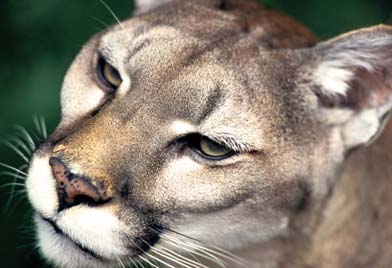 Sadly, extinct for many years. Cougar