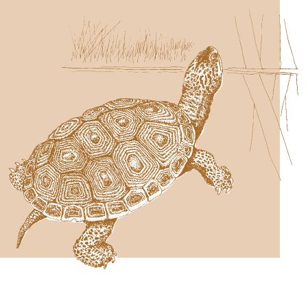 The diamondback terrapin is a species of concern in NC. Terrapins often drown in derelict crab pots. Illustration