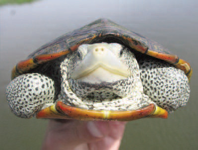 Diamondback terrapins are beautiful turtles. Beautiful turtle