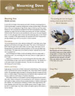 Download a PDF profile from NC Wildlife Resources Commission Mourning Dove PDF profile from NC Wildlife Resources Commission