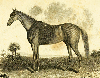An engraving published in 1837 of the racehorse John Bascombe, owned by John Crowell. Based on a painting by Edward Troye. Image from the Internet Archive.