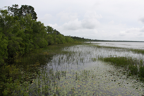 Photo of the shore of Lake Waccamaw
