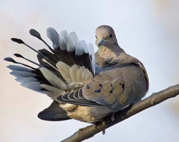 The mourning dove has a long, graduated tail bordered with large white spots.