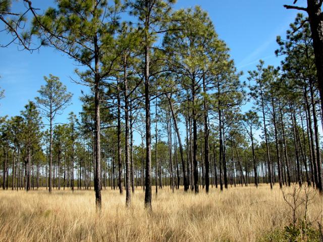 Longleaf Pine Savanna Natural Community</br>Misty Buchanan, 2004 Photo of the Longleaf Pine Savanna Natural Community