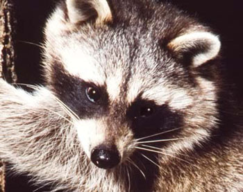 The raccoon’s great adaptability has allowed it to flourish in almost all environments. Racoon