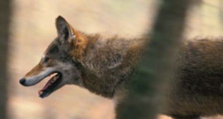 Red Wolf Red Wolf