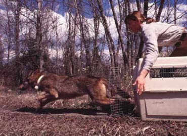 The red wolf poses little threat to humans. Red Wolf