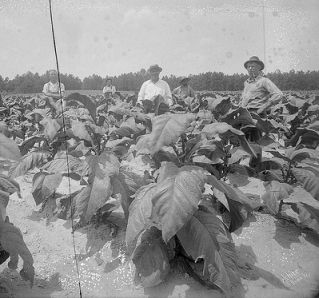 Group in tobacco field, no date (c.1920's-'30's). From the Dunn Area (Lewis White Studio) Photo Collection, PhC.121, North Carolina State Archives, Raleigh, NC, call #: PhC.121-91 . Group in tobacco field, no date (c.1920's-'30's). From the Dunn Area (Lewis White Studio) Photo Collection, PhC.121, North Carolina State Archives, Raleigh, NC, call #: PhC.121-91 .