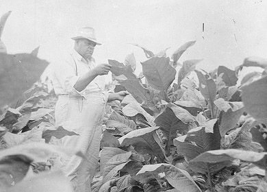 Unidentified man in tobacco field inspecting leaves, no date (1920's-1930's). From the Dunn Area (Lewis White Studio) Photo Collection, PhC.121, North Carolina State Archives, Raleigh, NC, call #: PhC.121-38. Unidentified man in tobacco field inspecting leaves, no date (1920's-1930's). From the Dunn Area (Lewis White Studio) Photo Collection, PhC.121, North Carolina State Archives, Raleigh, NC, call #: PhC.121-38.
